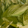 Hosta Devon Gold - Abriachan Nurseries, The Garden On Loch Ness